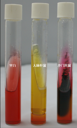 VRBA內(nèi)的紅色小菌落，有可能是沙門氏菌？