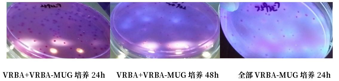 GB 4789.38-2025《食品安全國家標(biāo)準(zhǔn) 食品微生物學(xué)檢驗(yàn) 大腸埃希氏菌計(jì)數(shù)》解讀 GB 4789.38-2025《食品安全國家標(biāo)準(zhǔn) 食品微生物學(xué)檢驗(yàn) 大腸埃希氏菌計(jì)數(shù)》解讀